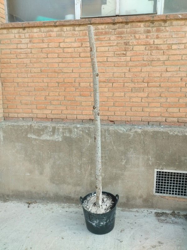 maceta plast arbol bola boj ficticio alt 80-265 o65-81 6u